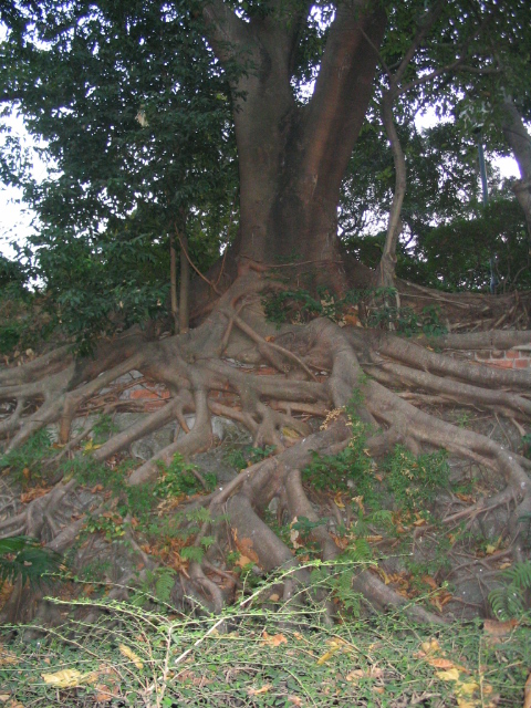 cool tree roots in Kowloon park.JPG